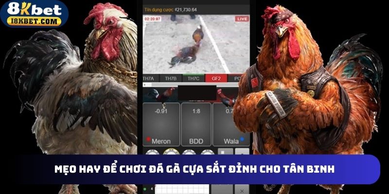 Bỏ túi mẹo chơi đá gà cựa sắt đỉnh cho newbie